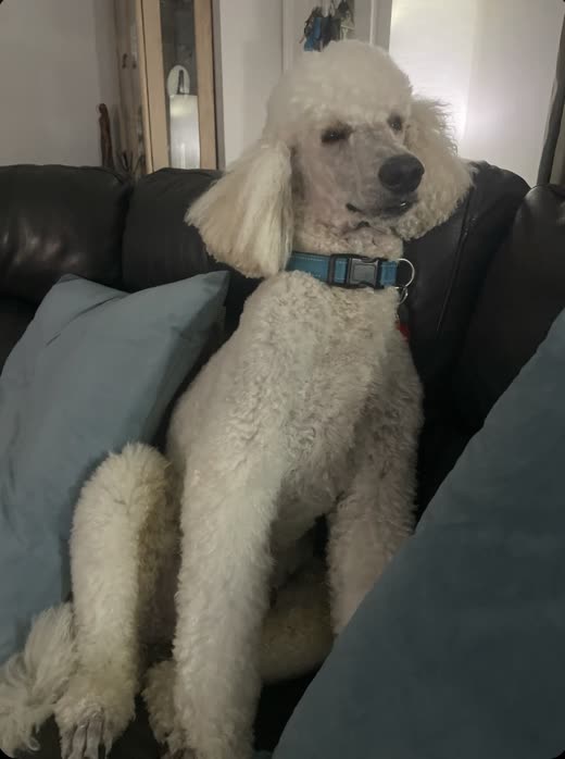 White poodle with a neat topknot and blue collar sitting upright on a sofa