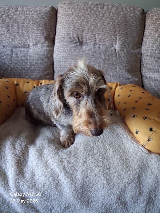 Wire-haired dachshund resting in a fleece bed after a tidy-up